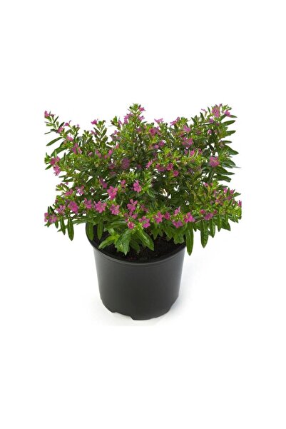 Mimoza Kufeya Çiçeği Fidanı Cuphea Hyssopifolia 10-20 Cm