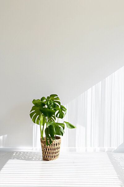 HAKİCİ Özel Üretim Dekoratif Doğal El Yapımı Hasır Saksı Sepet 22cm