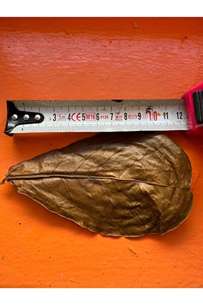 Meç Catappa Yaprağı 9-12cm M (1 Adet)