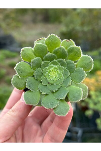 SukuLand Aeonium tabuliforma ithal koleksiyonluk özel tür sukulent 5,5cm saksıda