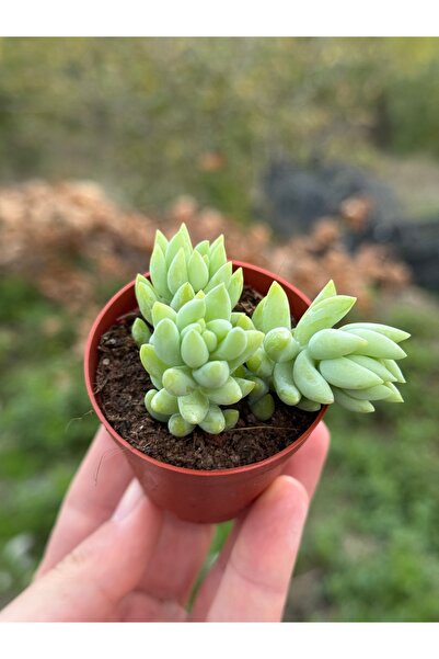 SukuLand Sedum Morganianum koleksiyonluk özel tür sukulent 5,5cm saksıda