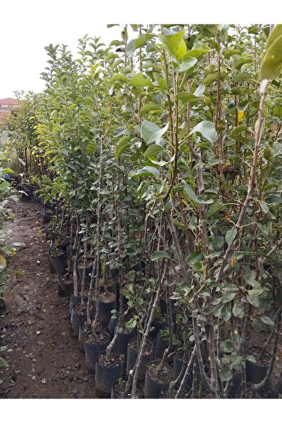Smargat 3 Yaş Aşılı Haziran Güzeli Armut Fidanı(170-200cm)- Tüplü Haziran Güz...