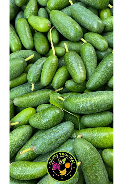 KILINÇ TROPİKAL 1 Kg Bebek Avokado