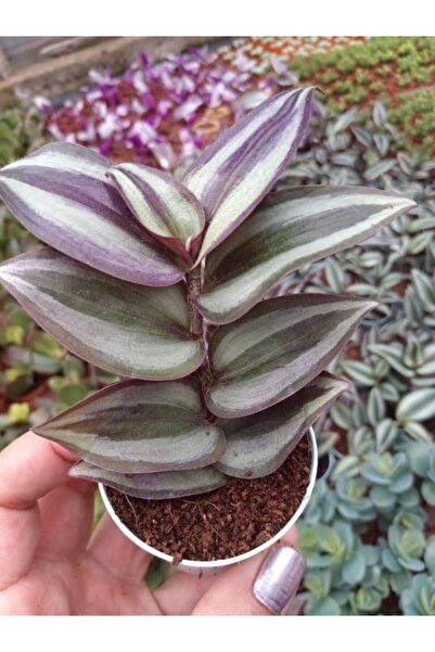Mimoza Tradescantia Zebrina Telgraf Çiçeği Kahve Yeşil 10-20 cm