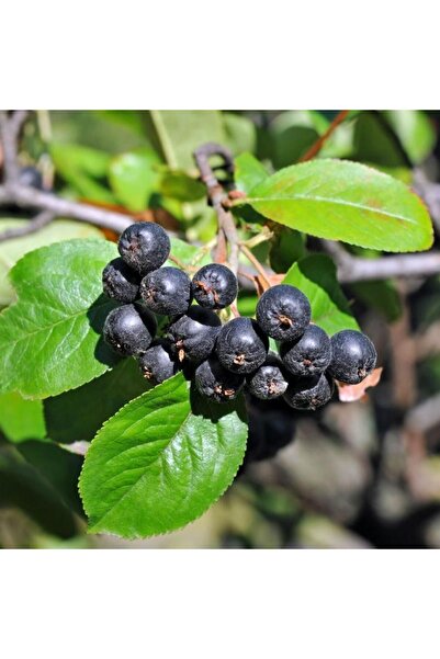 Tunç Botanik ARONYA FİDESİ 10 ADET