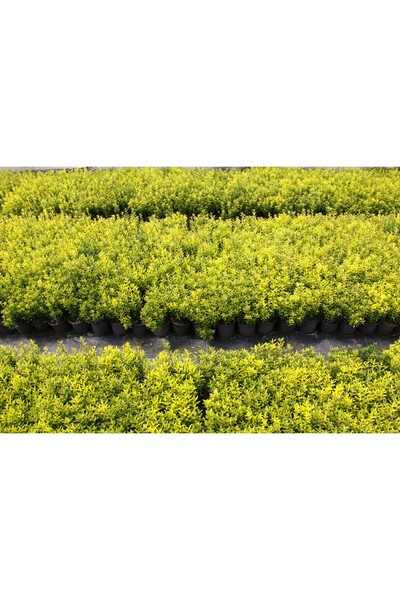 Tunç Botanik ALTUNİ ÇITIR TAFLAN - 5 ADET PAKET - SARI ÇİT BİTKİSİ