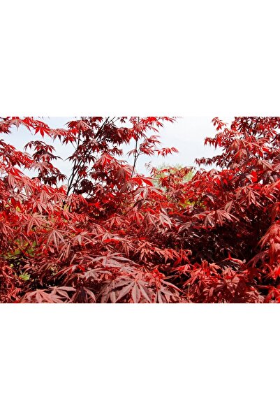 Tunç Botanik Kirmizi Japon Akçaağaci - 2 Adet Paket