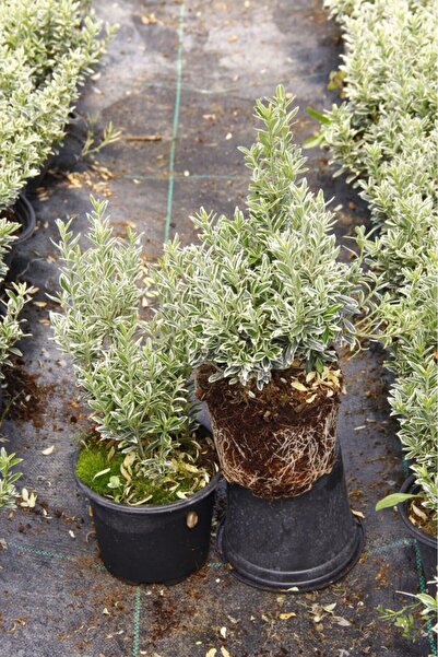 Tunç Botanik GÜMÜŞİ TAFLAN 5 ADET ÇİT-BORDÜR BİTKİSİ