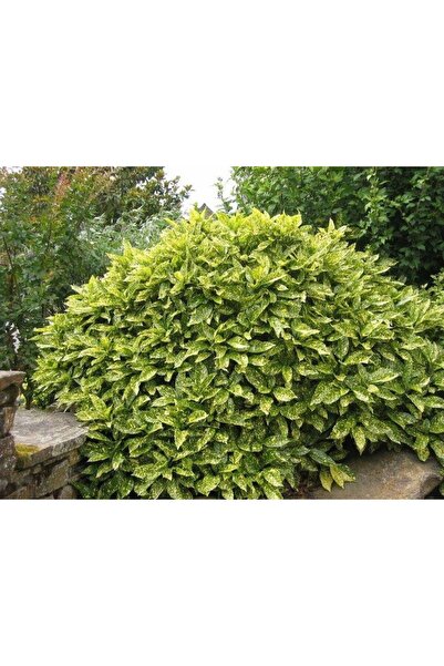 Tunç Botanik JAPON DEFNESİ AKUBA 5 ADET