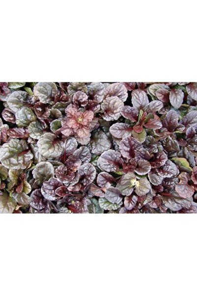 Tunç Botanik Ajuga - 10 Adet Bordo Yer Örtücü Bitki