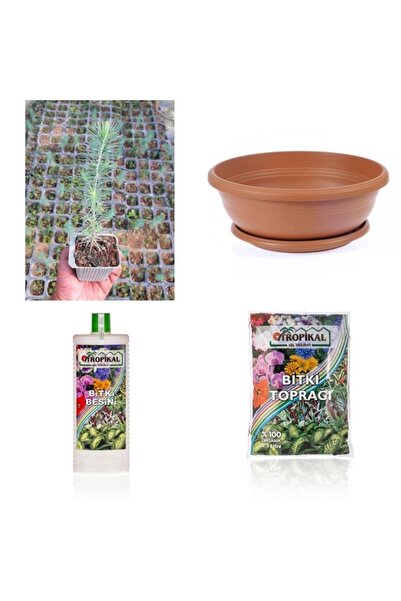 Tunç Botanik BONSAİ PİNUS SETİ (FİDAN+BONSAİ SAKSI+TOPRAK +BİTKİ BESİNİ)