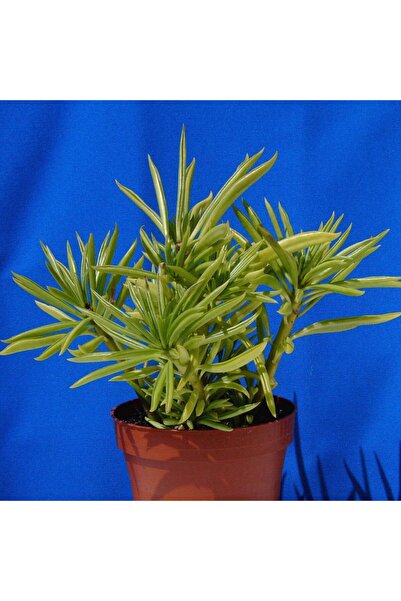 Tunç Botanik Senekio Barbertonicus Himalaya - 5 ADET SUKULENT - TERARYUM