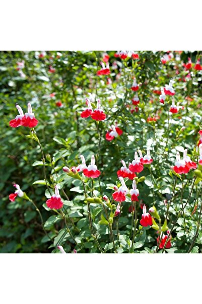 Tunç Botanik SÜS ADAÇAYI - Salvia Microphylla 'Hot Lips'
