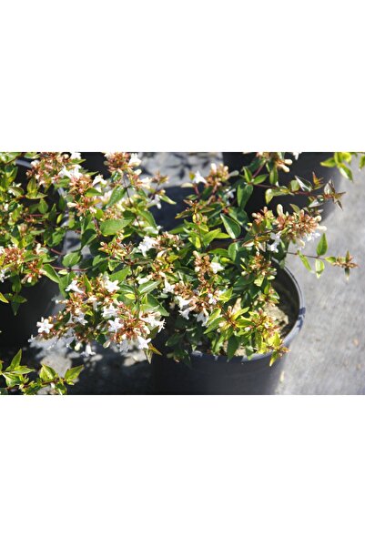 Tunç Botanik ABELYA GÜZELLİK ÇALISI 20 ADET