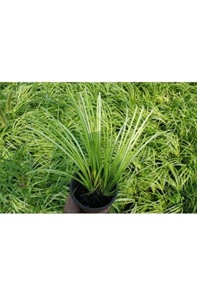 Tunç Botanik Acorus Gremineus Ogon - Sarı Yeşil Eğir Otu 20 Adet Paket