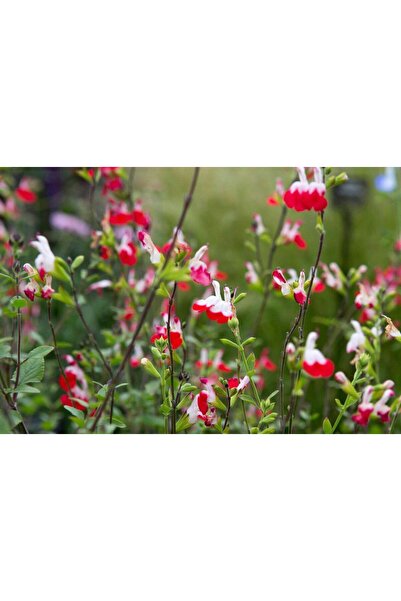 Tunç Botanik SÜS ADAÇAYI - Salvia Microphylla 'Hot Lips'