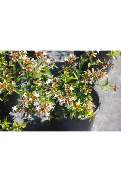 Tunç Botanik ABELYA GÜZELLİK ÇALISI 10 ADET