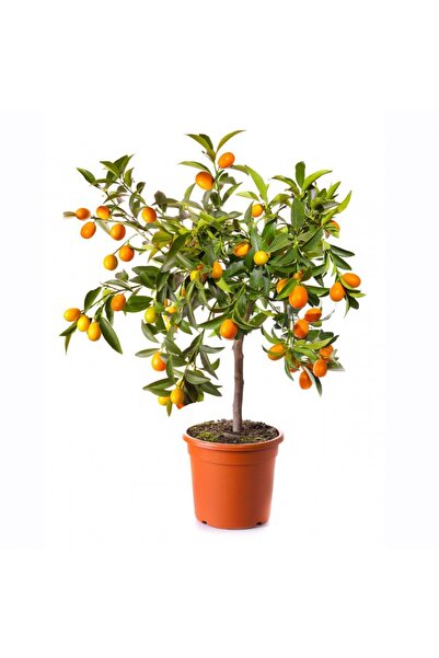 Tunç Botanik KUMKUAT FİDANI 3 YAŞINDA