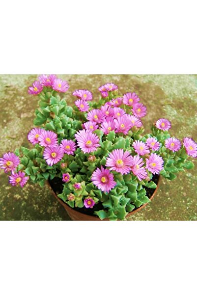 Tunç Botanik PEMBE BUZ ÇİÇEĞİ - ASKILI SAKSIDA HEDİYELİK