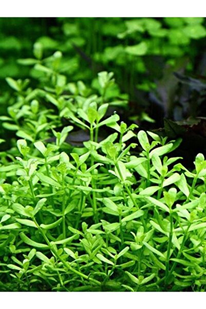 Aydın Akvaryum Bacopa Monnieri Akvaryum Bitkisi,canlı Bitki 5 Dal