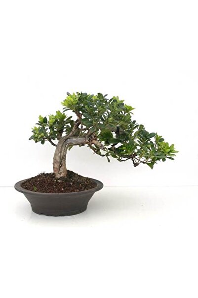 Tunç Botanik BONSAİ PİTOSPORUM SETİ (FİDAN+BONSAİ SAKSI+TOPRAK +BİTKİ BESİNİ)