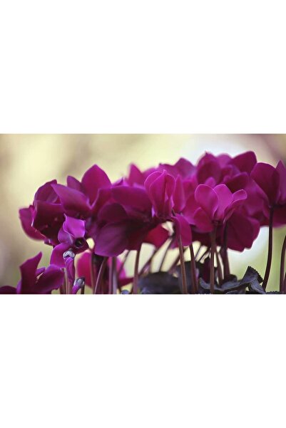 Tunç Botanik MOR SİKLAMEN ÇİÇEĞİ