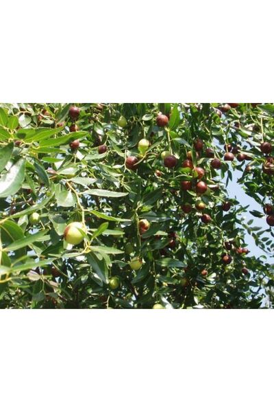 Tunç Botanik HÜNNAP FİDANI 150 cm 4 YAŞINDA ÇOK DALLI