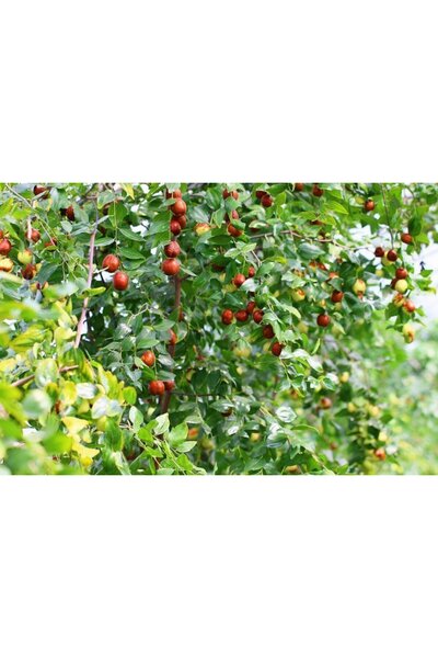 Tunç Botanik HÜNNAP FİDANI 150 cm 4 YAŞINDA ÇOK DALLI