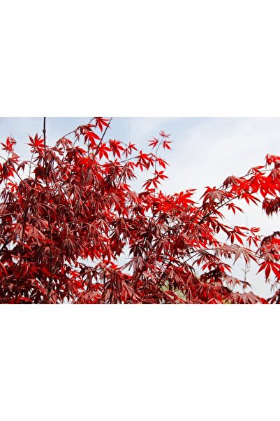 Tunç Botanik Kirmizi Japon Akçaağaci - 2 Adet Paket