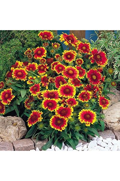 Tunç Botanik GAYRET ÇİÇEĞİ 10 ADET 'Gaillardia Grandiflora'