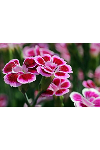 Tunç Botanik PEMBE ÇİN KARANFİLİ ÇİÇEĞİ 5 ADET