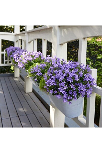 Tunç Botanik Maviş çiçeği – Campanula 5 Adet