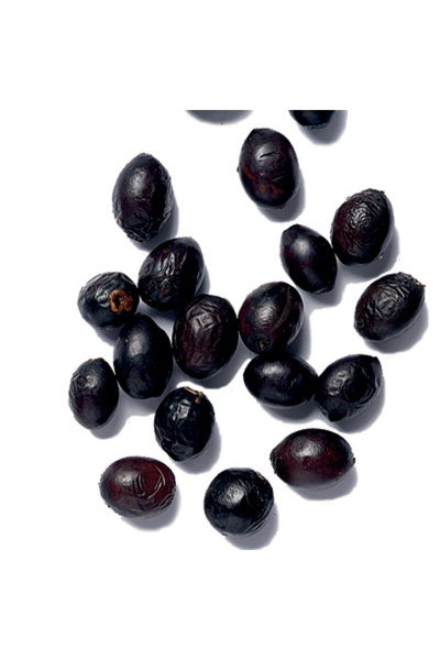 Tunç Botanik DEFNE AĞACI TOHUMU 30 ADET - Laurus Nobilis