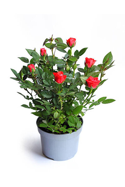 Tunç Botanik Mini Gül – Minyatür Saksı Gülü 5 Adet Karışık Renklerde