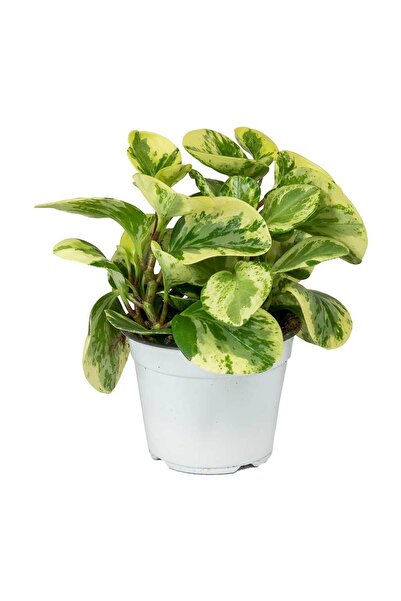 Tunç Botanik Alacalı Zümrüt Dalgası – Peperomia Obtusifolia