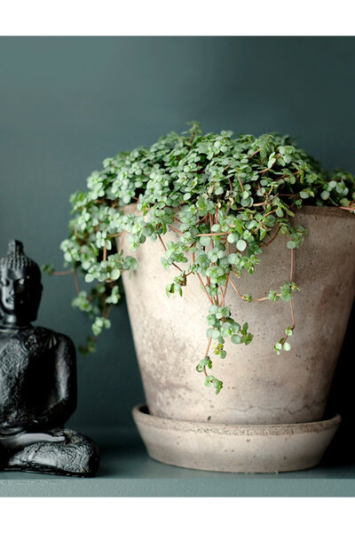 Tunç Botanik Pilea Glauca - Dostluk Çiçeği