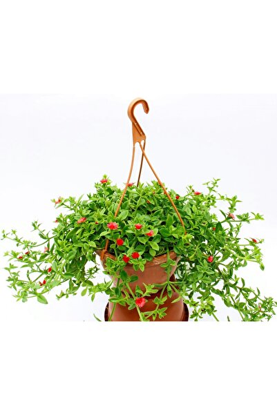 Tunç Botanik BUZ ÇİÇEĞİ - ASKILI SAKSIDA HEDİYELİK