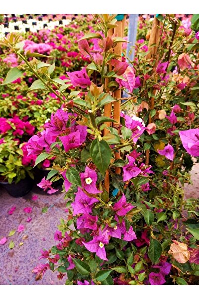 Tunç Botanik Begonvil Sarmaşığı 5 Adet 100 Cm - Çiçekli Bitki