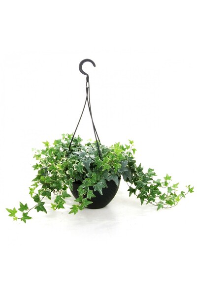 Tunç Botanik Mini Hedera Alacalı Salon Sarmaşığı- (Hedera Helix Variegata) Askılı Saksıda