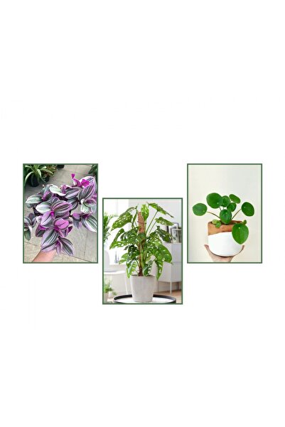 Tunç Botanik Pilea & Pembe Telgraf(Nanouk) & Delkli Deva Tabanı(Monstera Adon...