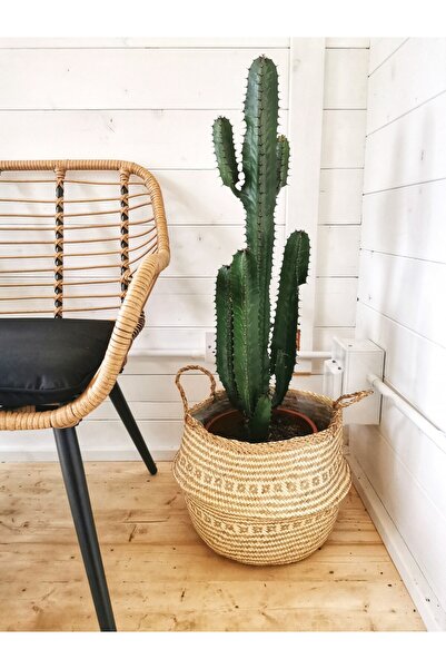 Tunç Botanik Euphorbia Acrurensis – Yalancı Kaktüs 20-40 cm