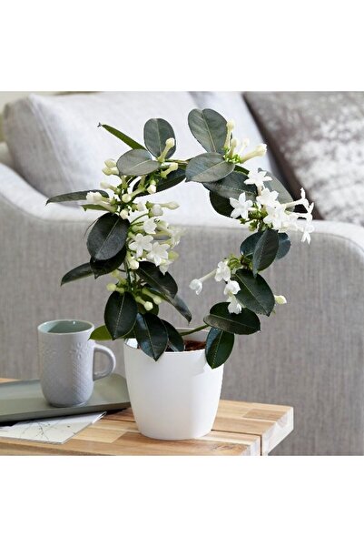 Tunç Botanik Madagaskar Yasemini – Stephanotis Floribunda