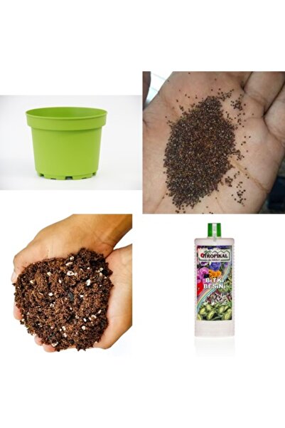 Tunç Botanik Saksıda Mor Reyhan Seti - Evde Reyhan Yetiştirin