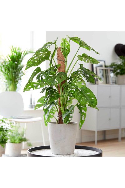 Tunç Botanik Pilea & Pembe Telgraf(Nanouk) & Delkli Deva Tabanı(Monstera Adonsii)