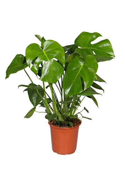 Tunç Botanik Monstera - Deve Tabanı 80-100 Cm