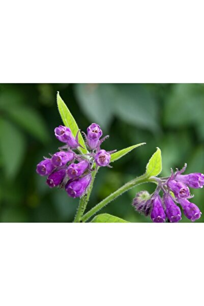 Tunç Botanik KARAKAFES OTU FİDESİ - Symphytum Officinale