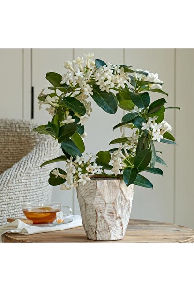 Tunç Botanik Madagaskar Yasemini – Stephanotis Floribunda