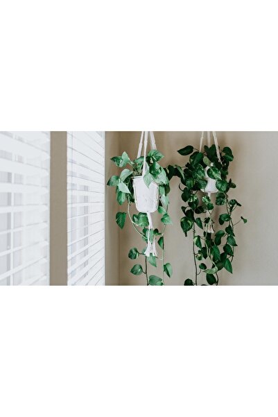 Tunç Botanik Alacalı Pothos Sarmaşığı& Yeşil Pothos Sarmaşığı- Askılı Saksıda