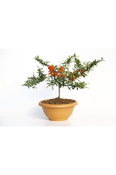 Tunç Botanik BONSAİ ATEŞ DİKENİ