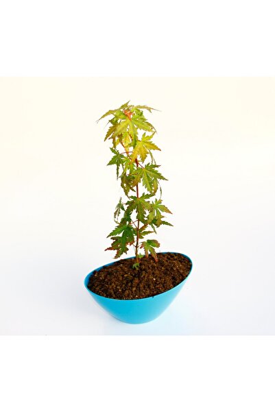 Tunç Botanik BONSAİ JAPON AKÇAAĞACI HEDİYELİK
